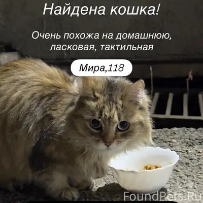 Найдена кошка, [место не указано]