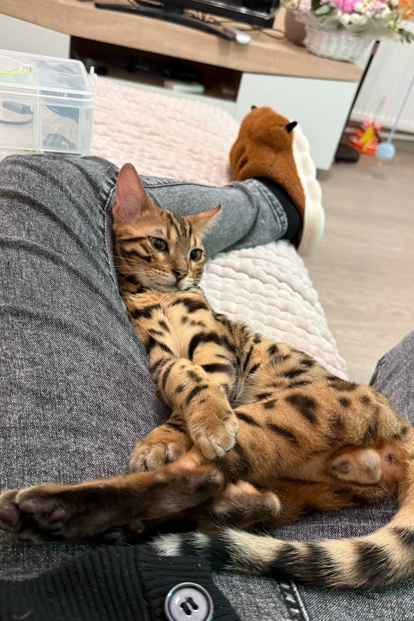 Пропала бенгальская кошка Пума, Военвед