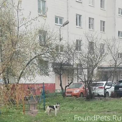 Найден пёс, Калуга