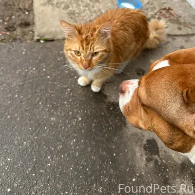 Найден котенок, 9 квартал