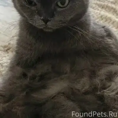Пропал кот, СХТ