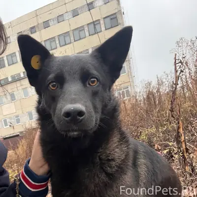 Пропала собака, Заволжская промзона