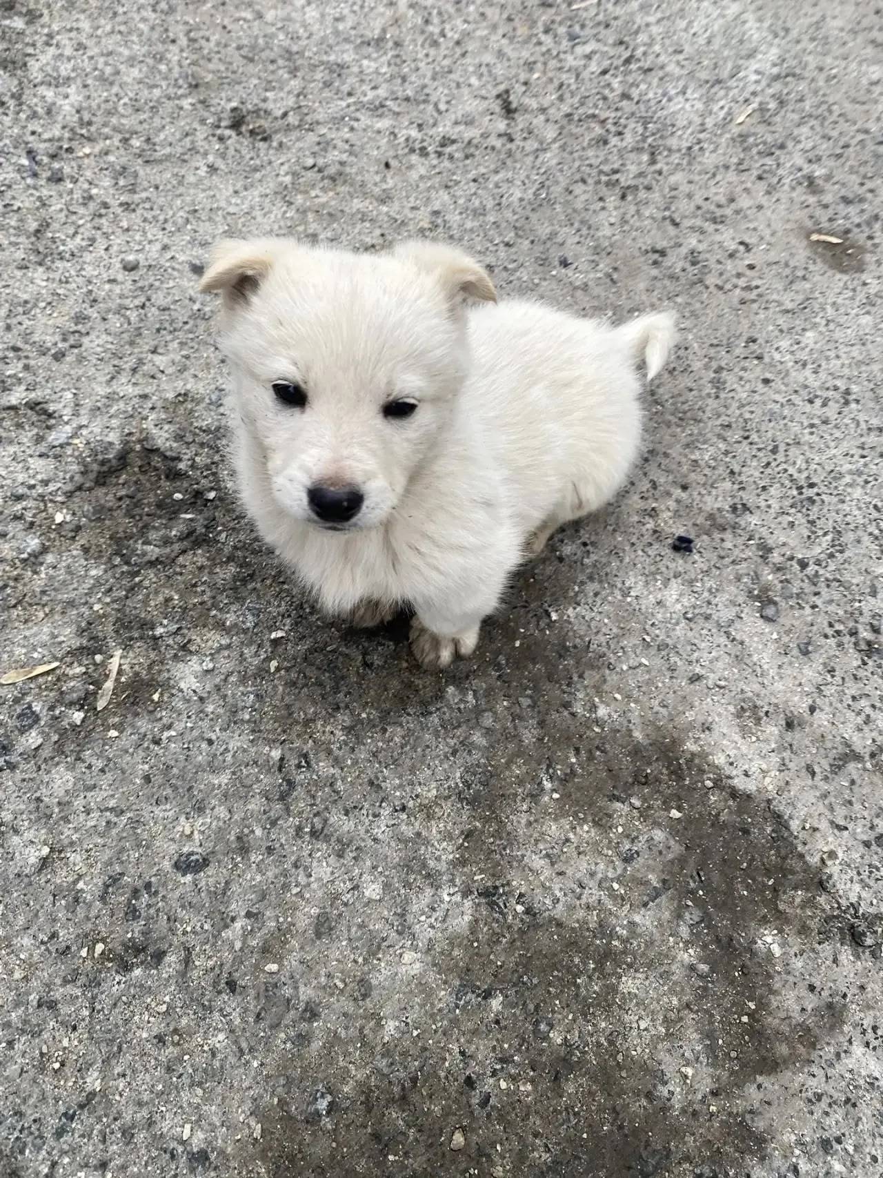 Пропал щенок, подворье храма Умиление