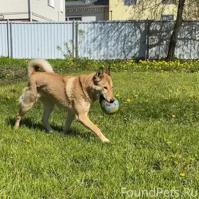 Пропала Лайка Джесси, в сторону шестого