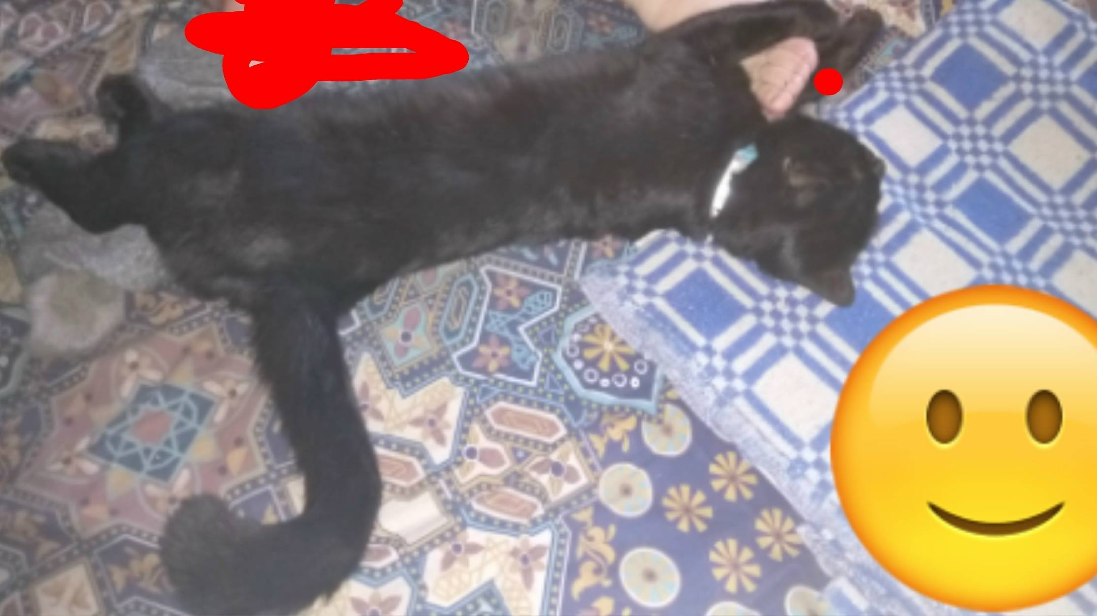 Пропал кот, Ленинский район, ошейник голубой