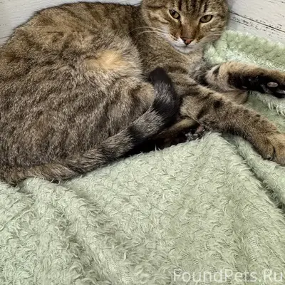 Найден кот, район ул. Г. Амантая