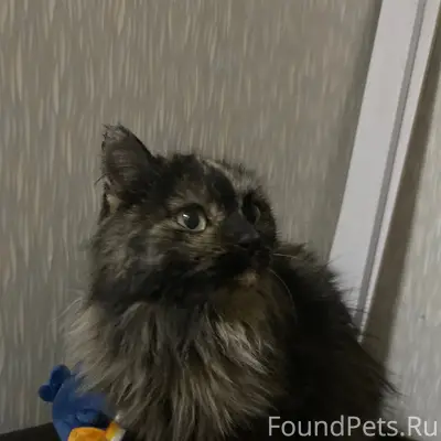 Найдена кошка, нет одного ушка