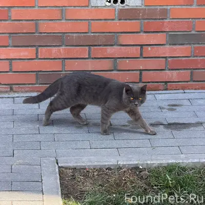 Найден кот, 2-я Оранжерейная