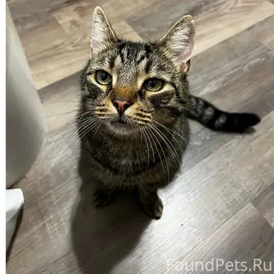 Пропал кот Вася, Лени Голикова