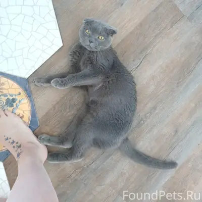 Пропал британский вислоухий Нафаня, Красный яр