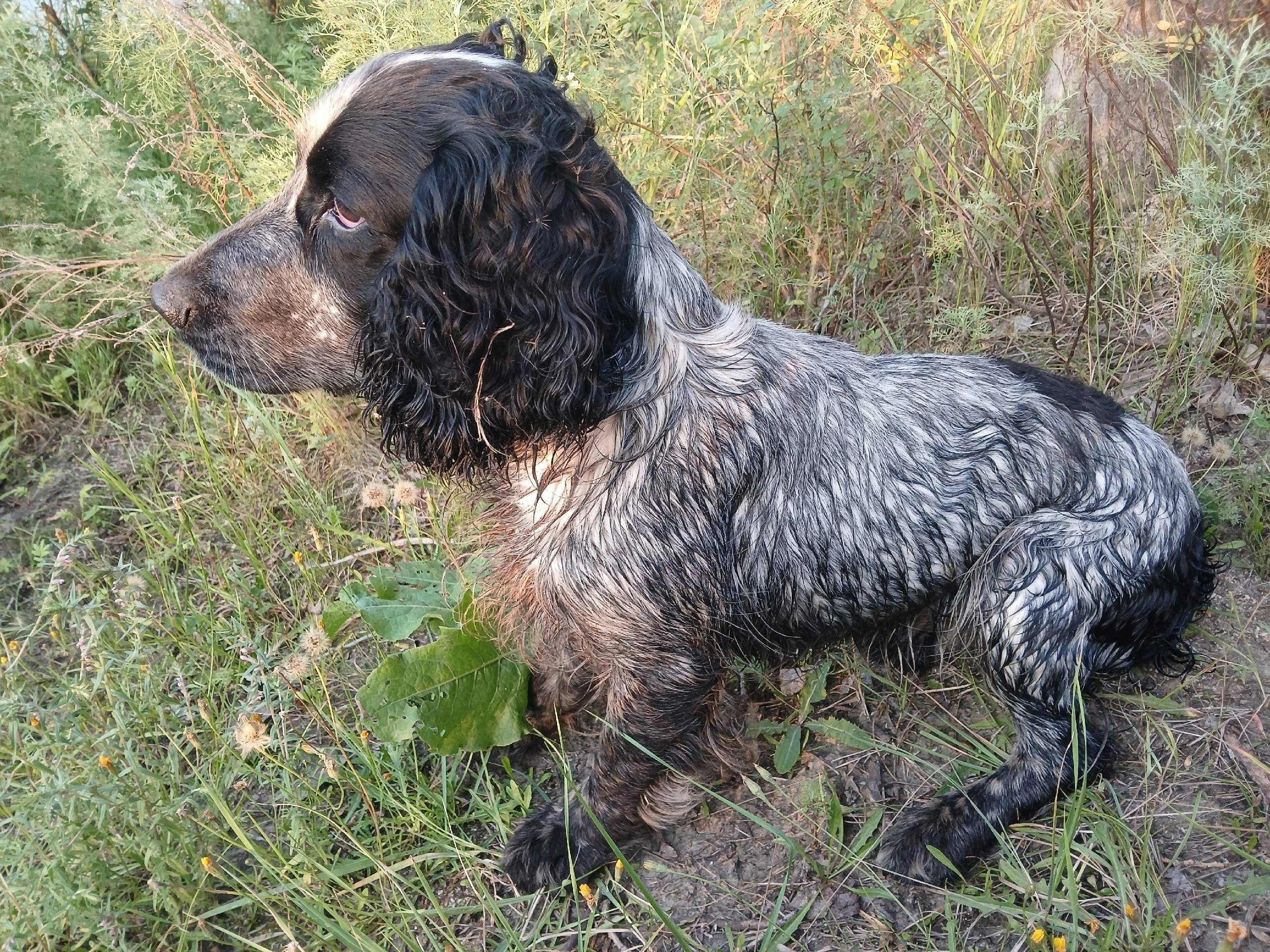 Пропала собака,