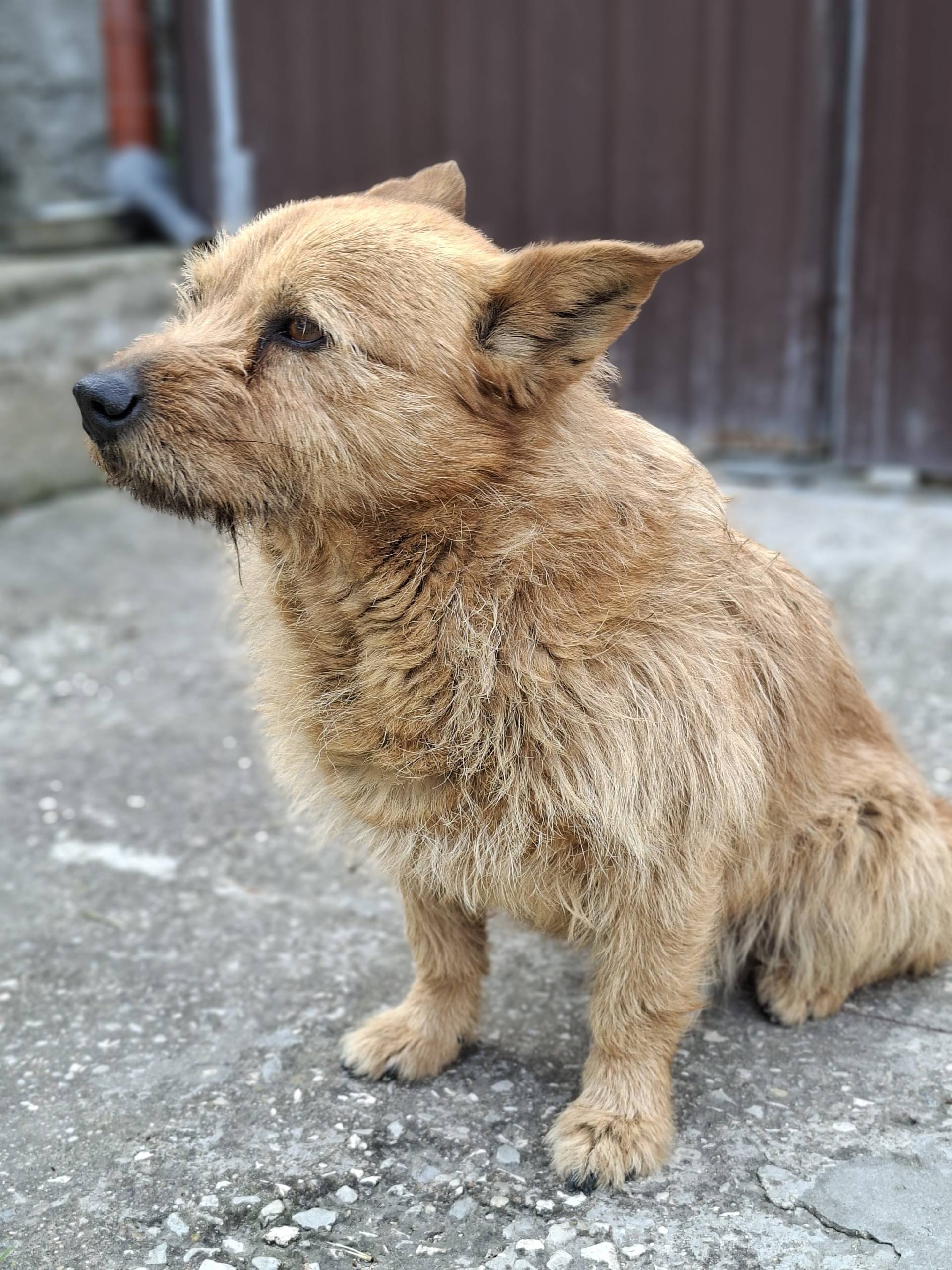 Найден пёс, Керченское шоссе