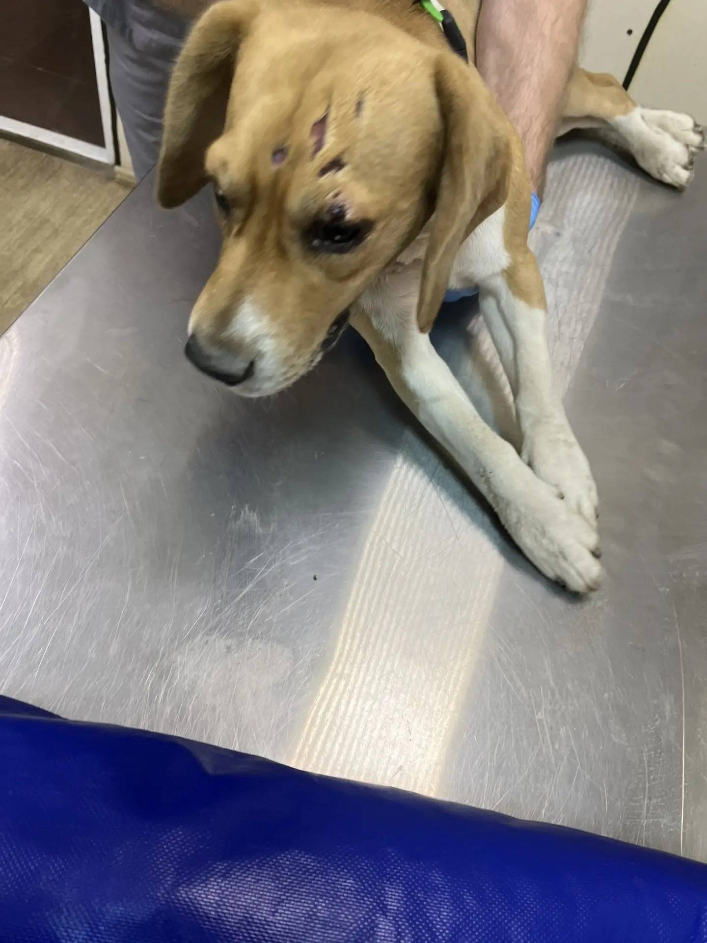 Найдена сбитая собака, Висим