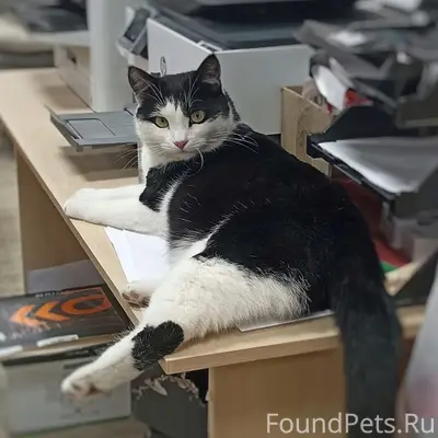 Пропал кот Кош, Ж/Д район