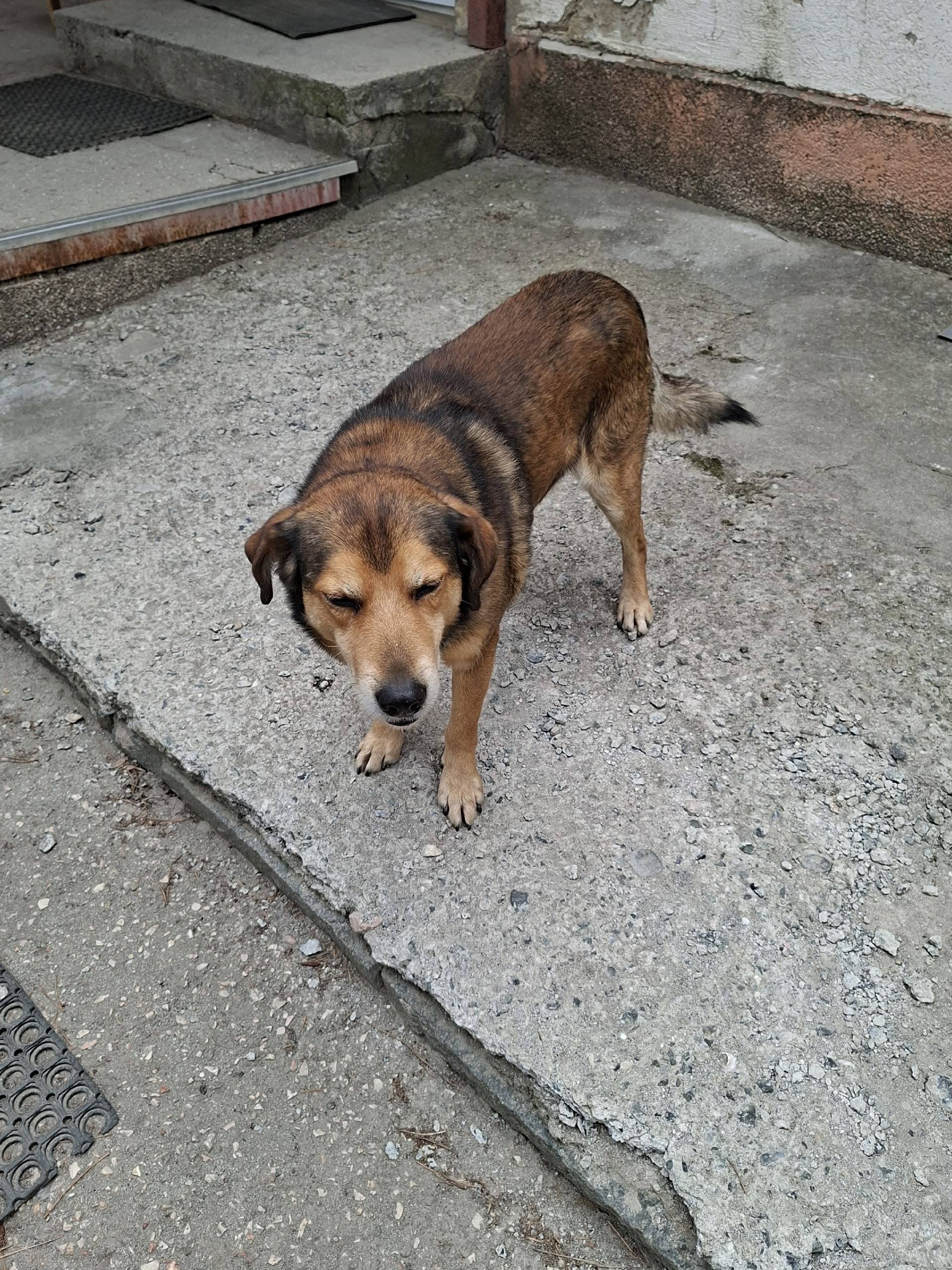 Пропал кобел ьБуржуй, Симферополь