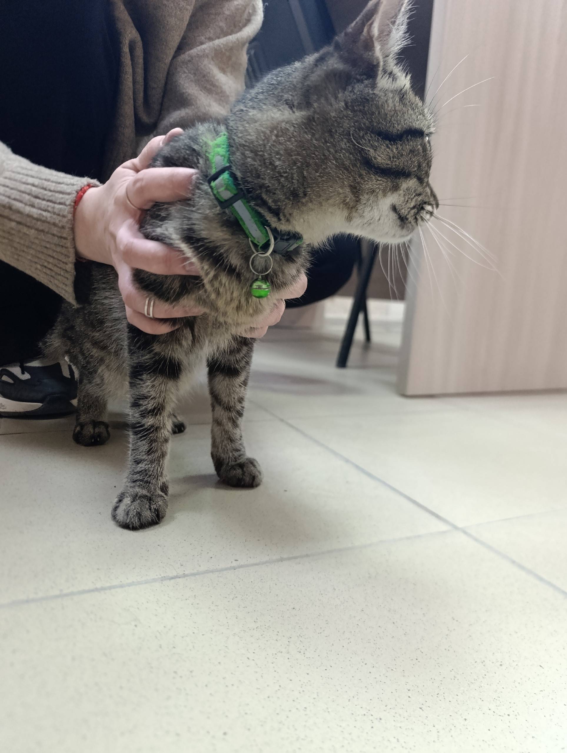 Найден котёнок мальчик с зелёным ошейником, ул. Первостроителей