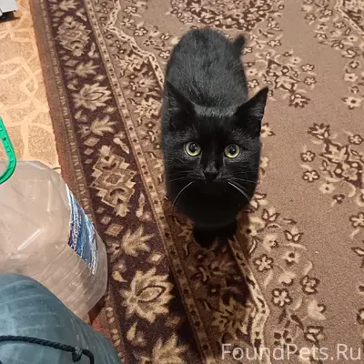 Пропал кот, район больничных домов