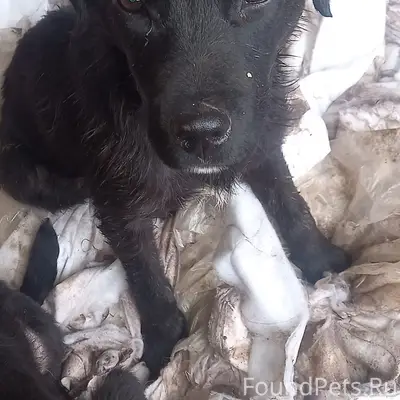 Найден щенок, мальчик