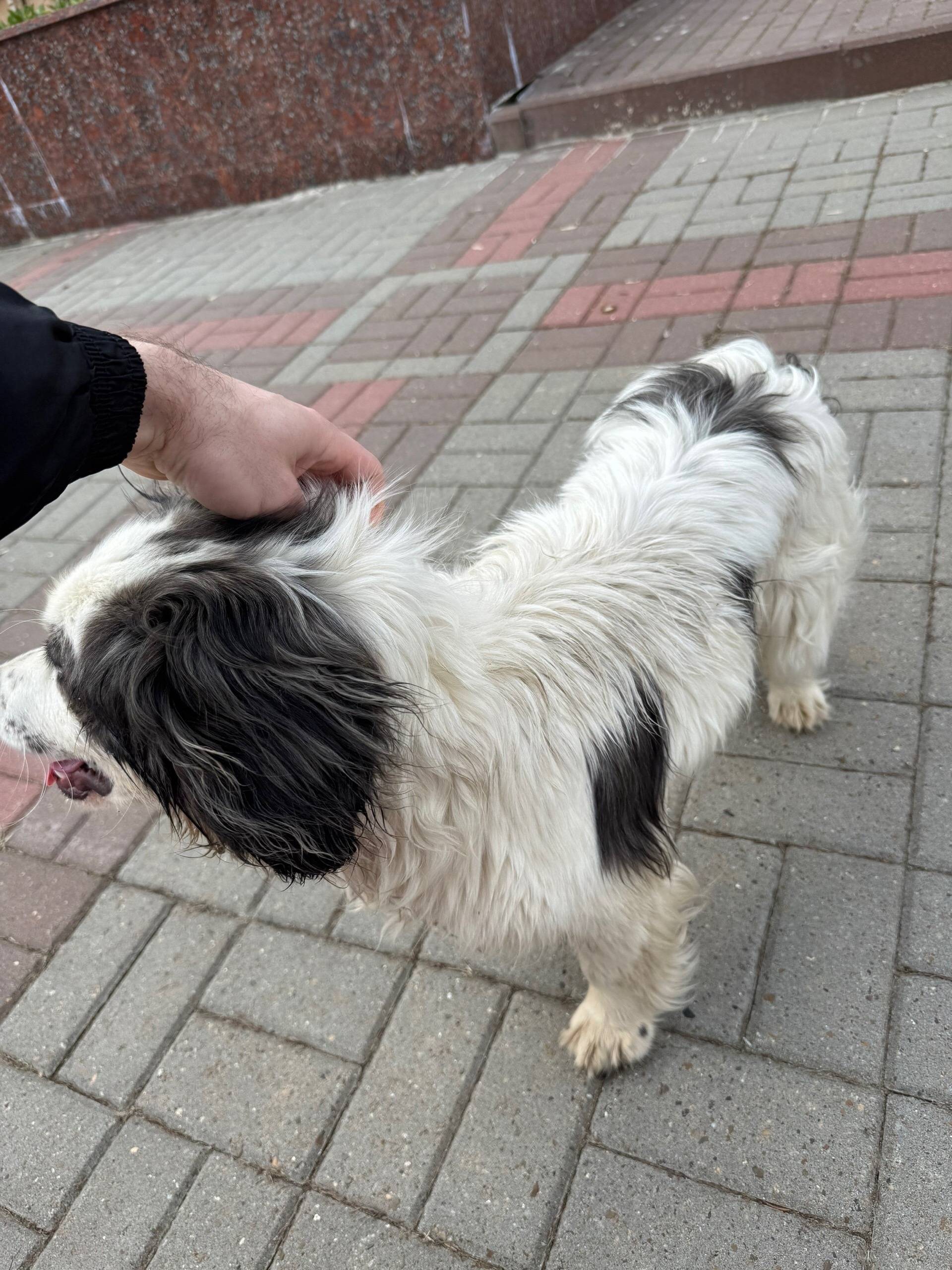 Найден тип собака, парк «Майский»