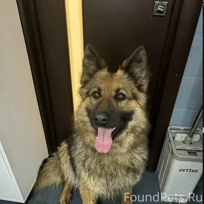 Найден метис, центр Сормова