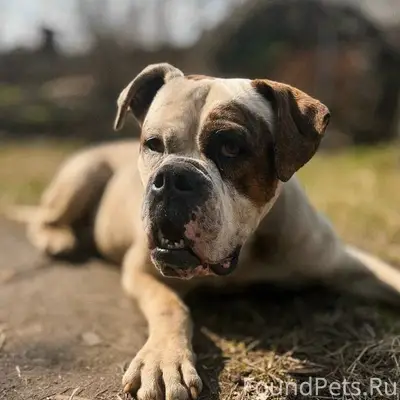 Найден американский бульдог Тайсон, нуждается в доме