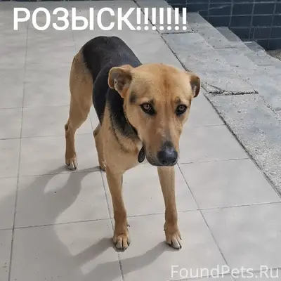 Пропал кобель Боцман, Севастополь