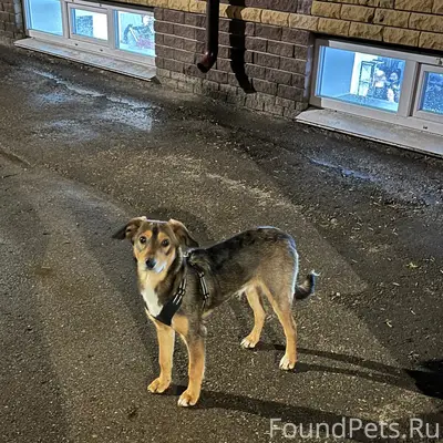 Пропал щенок, парковая