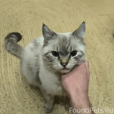 Пропал кот, пропал в посёлке, Газовая 1