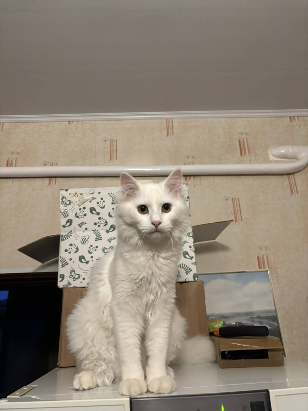 Пропал кот