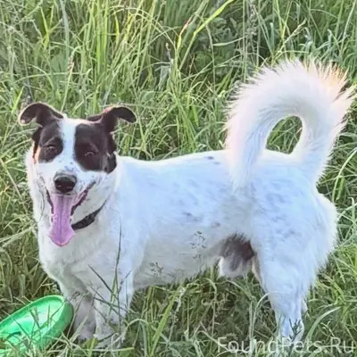 Пропал кобель Арчи, Фабрика 1-ое Мая