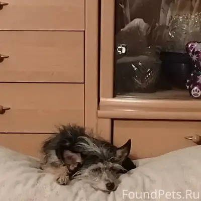 Пропала собака