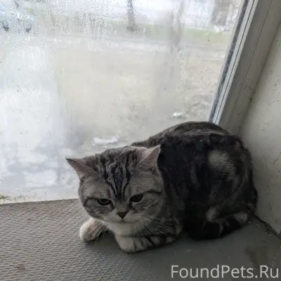 Найден кот, Ленинградский проспект