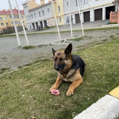 Найденна овчарка, поселок Петровский