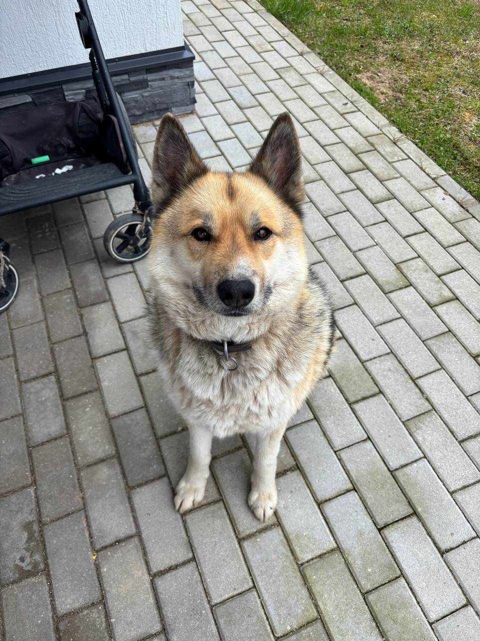 Найден метис, Истринский район