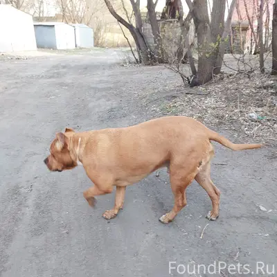 Пропал пит-буль, Порт-Артур