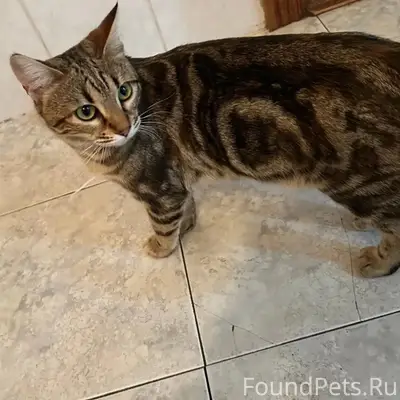 Пропала кошка Сима, район Карьера