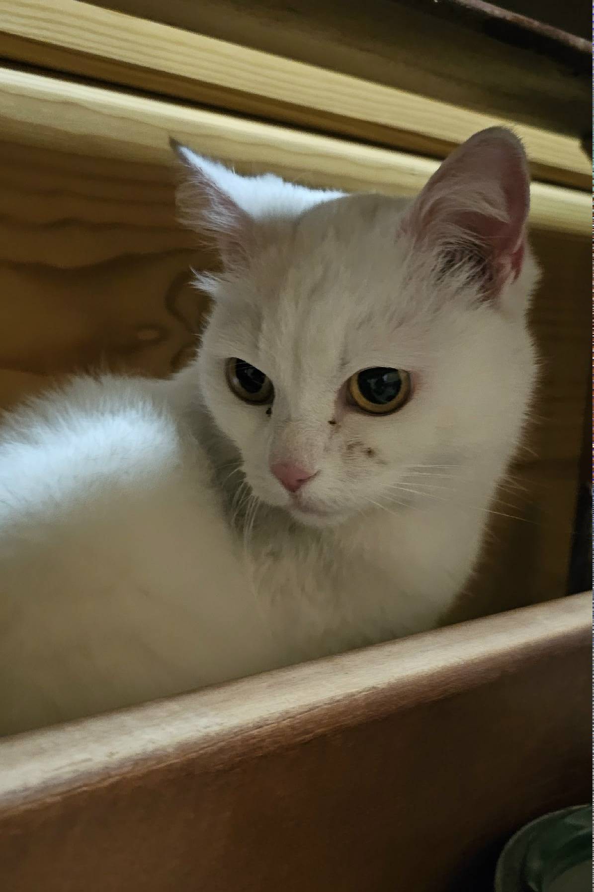 Найден кот/кошка, белый окрас, ул. Затонского