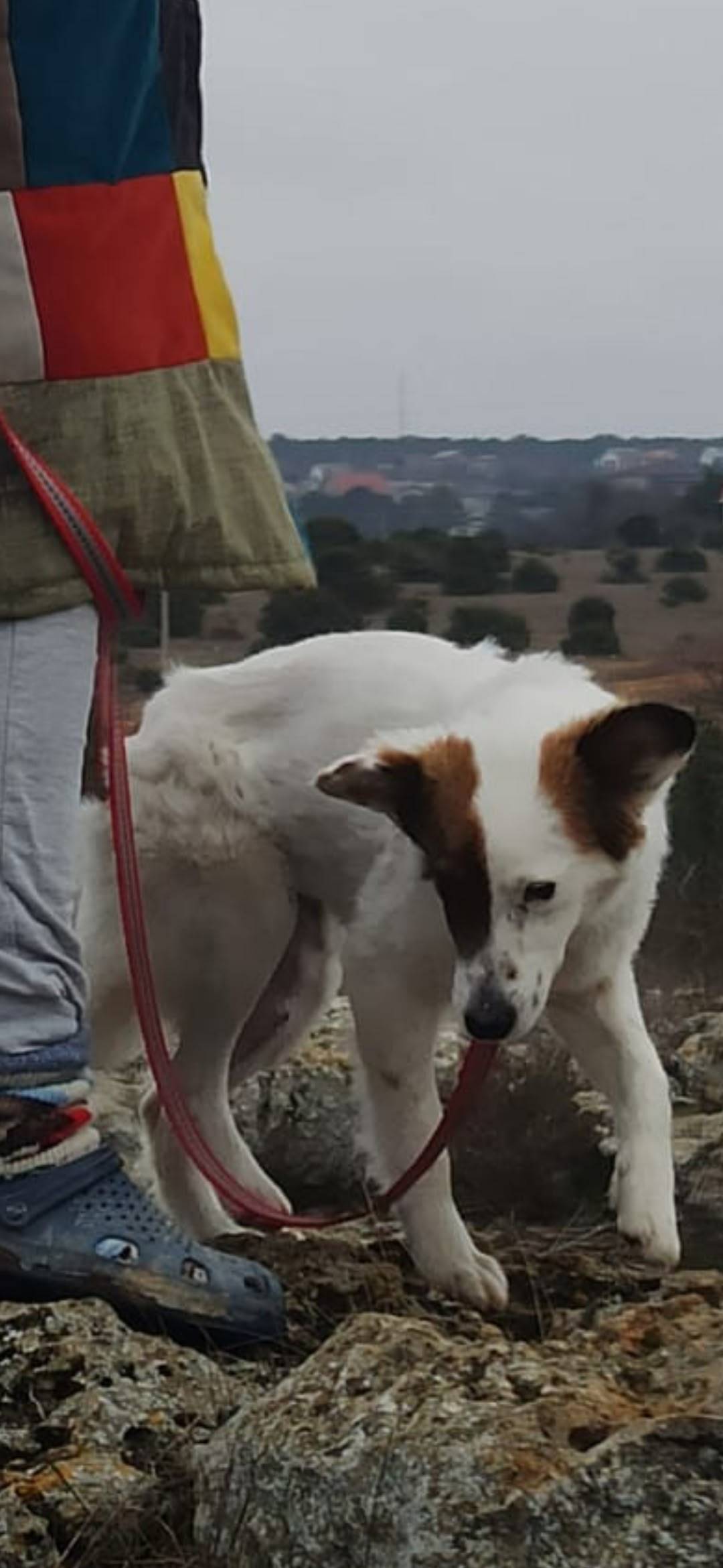 Пропала собака Ляля, Севастополь