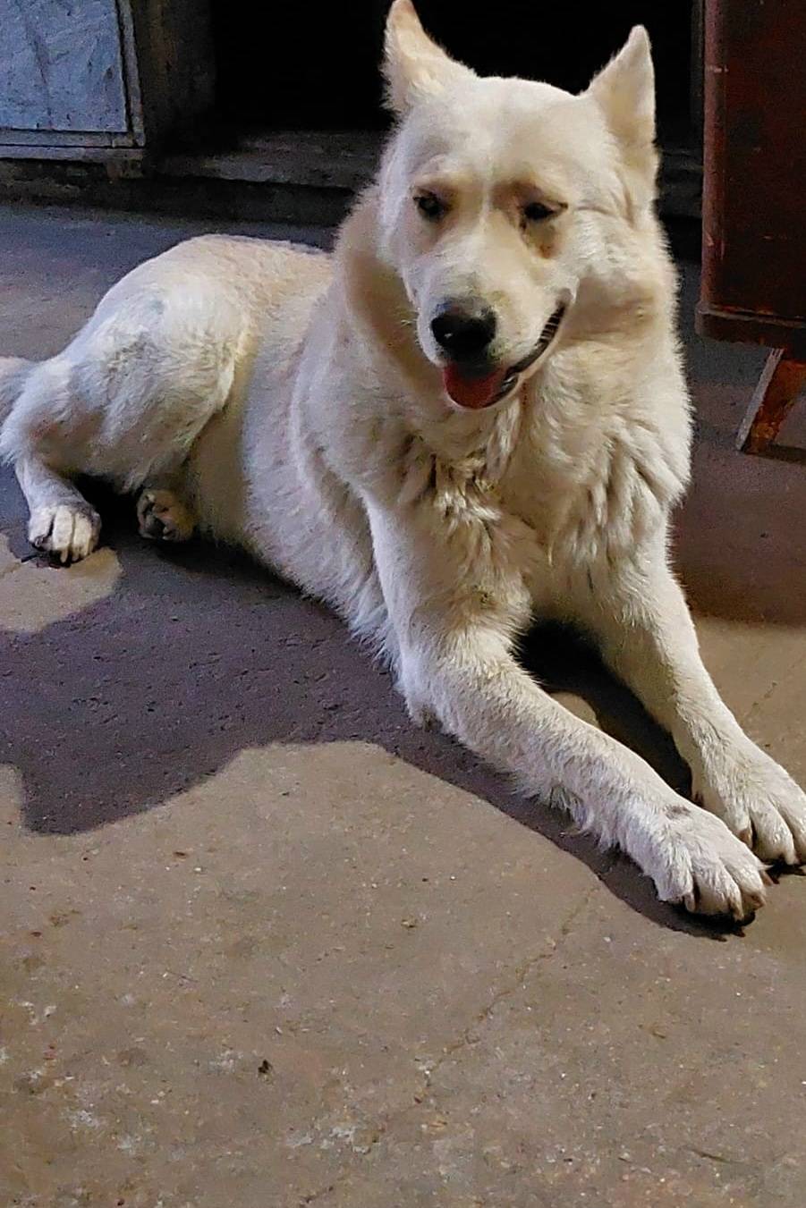 Пропал кобель Мальчик, п. Гвардейское