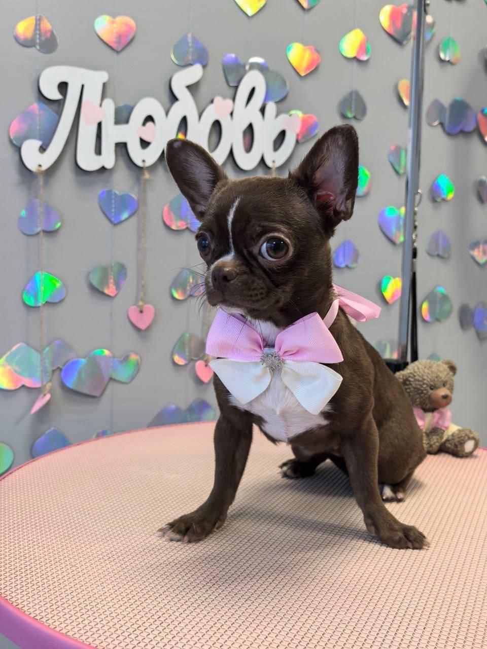 Пропала собака Симона, район Гарькавого 40