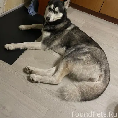 Пропала собака Альфа, г. Губаха