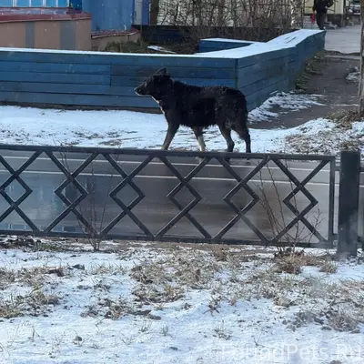 Пропал Ричи, собака