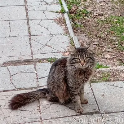 Найден котёнок, ул. Крайняя 6