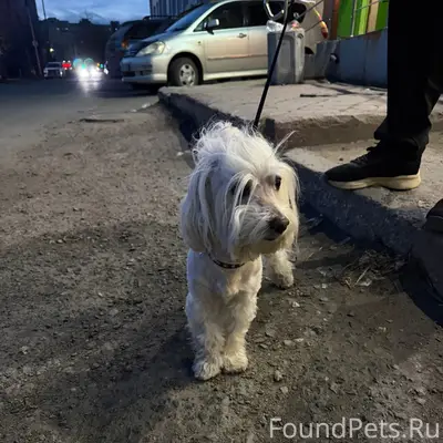 Найден мальчик с красным поводком, район Большевички