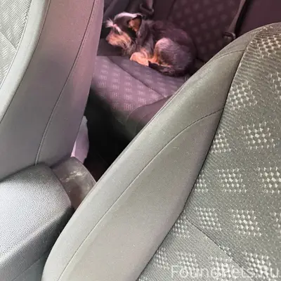 Найден Йорк, Тосно, проспект Ленина