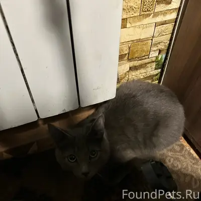 Пропал кот, ул. Пирогова д. 50