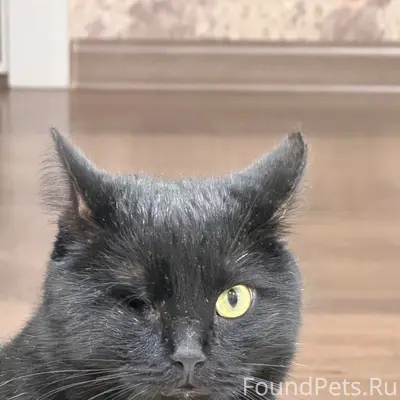 Пропал кот, нет глаза, Первый рабочий поселок