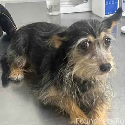 Найден тип собака, г. Тосно