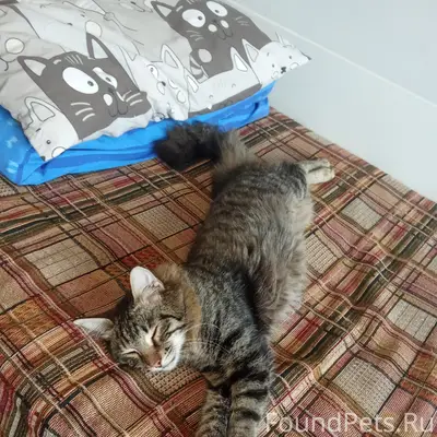 Найдена кошка, улица Можайского