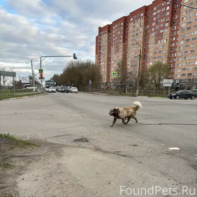 Пропала собака, Новлянск